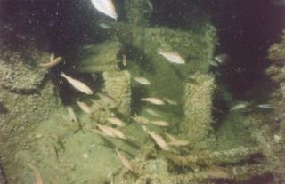  Sitios de buceo únicos 